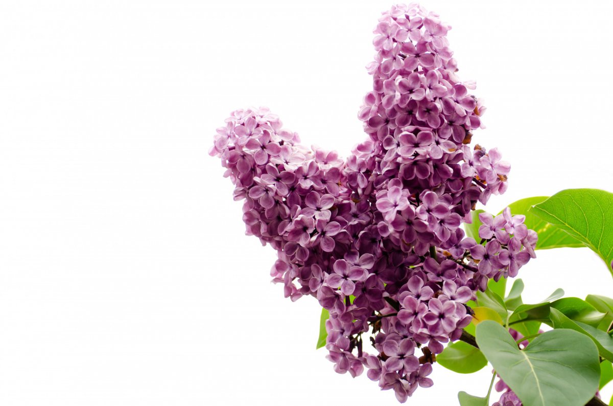 Elegant lilac HD pictures