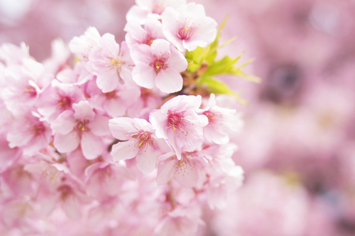 Beautiful, brilliant and passionate cherry blossom pictures