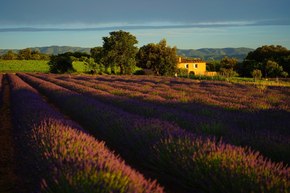 Pictures of lavender in full bloom representing love