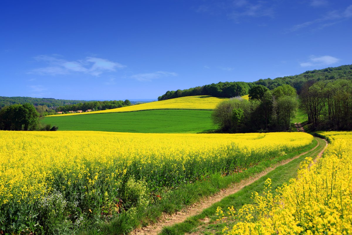 Beautiful scenery pictures of golden rapeseed fields