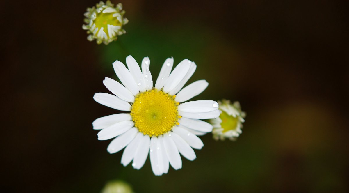 Elegant and simple pictures of daisies in various colors