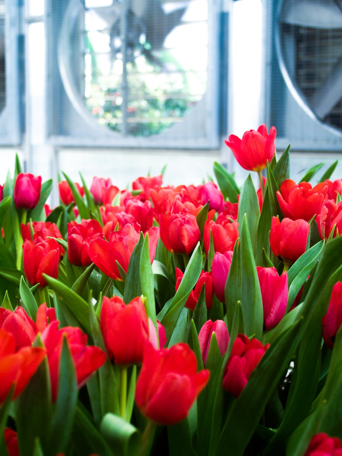 Elegant and charming red tulip pictures