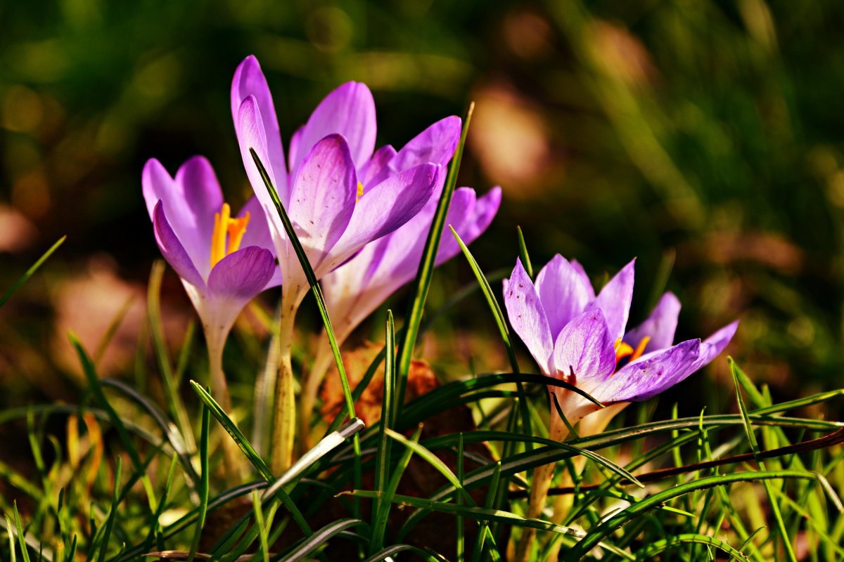 Fresh and beautiful crocus pictures