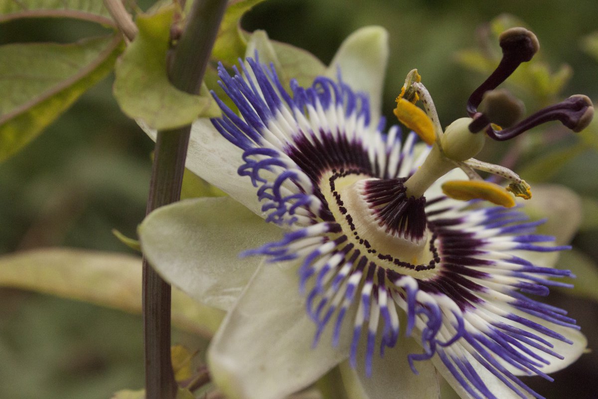 Blooming blue passionflower pictures