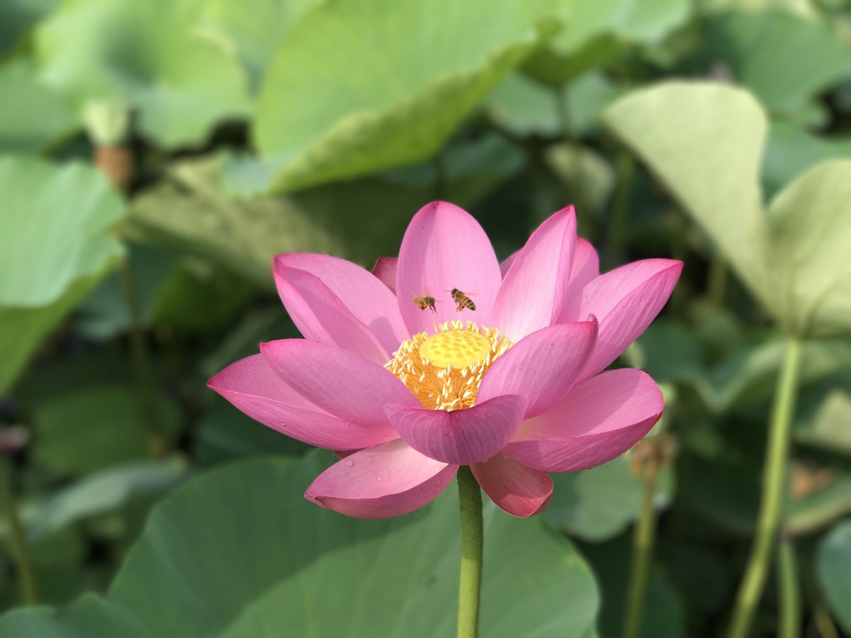 Pictures of pink, delicate and graceful summer lotus flowers