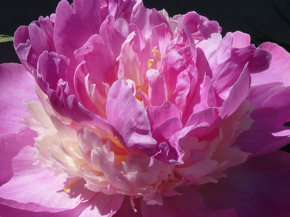 Magnificent Queen of Flowers Peony Pictures