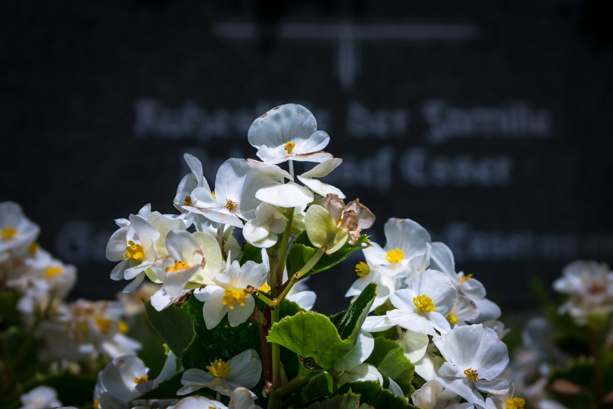 Pictures of beautiful blooming begonia flowers