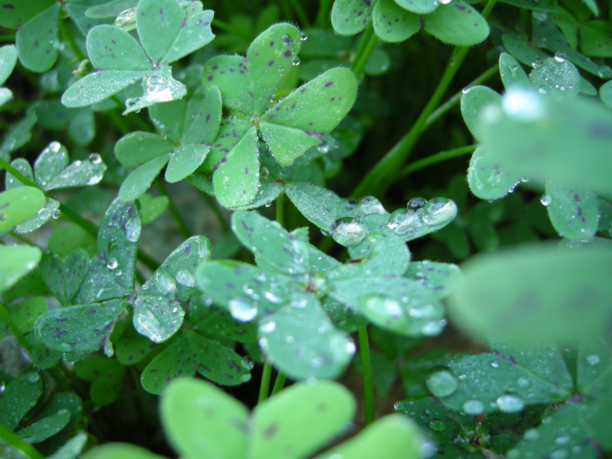 Verdant green four leaf clover pictures