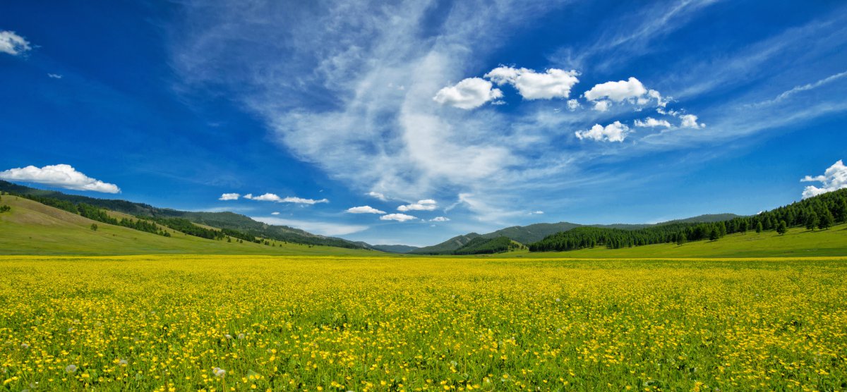 Pictures of wild flowers on the grasslands of Inner Mongolia