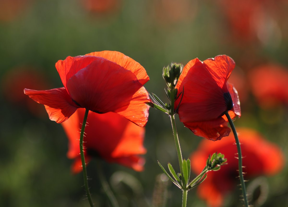 red poppy flower pictures