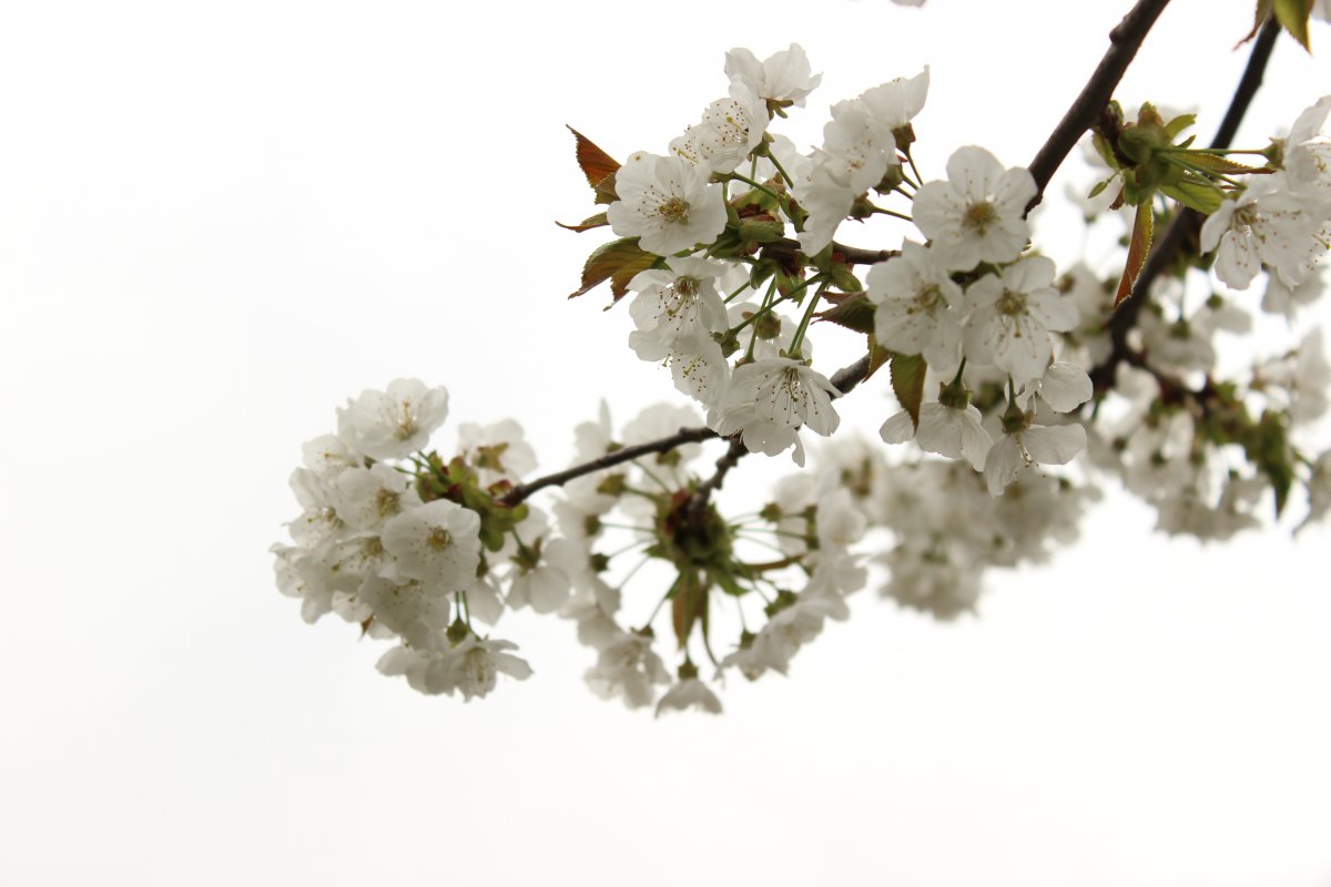 Pictures of plum blossoms in various colors with unique charm