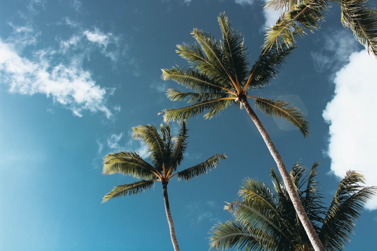 Pictures of coconut trees under blue sky