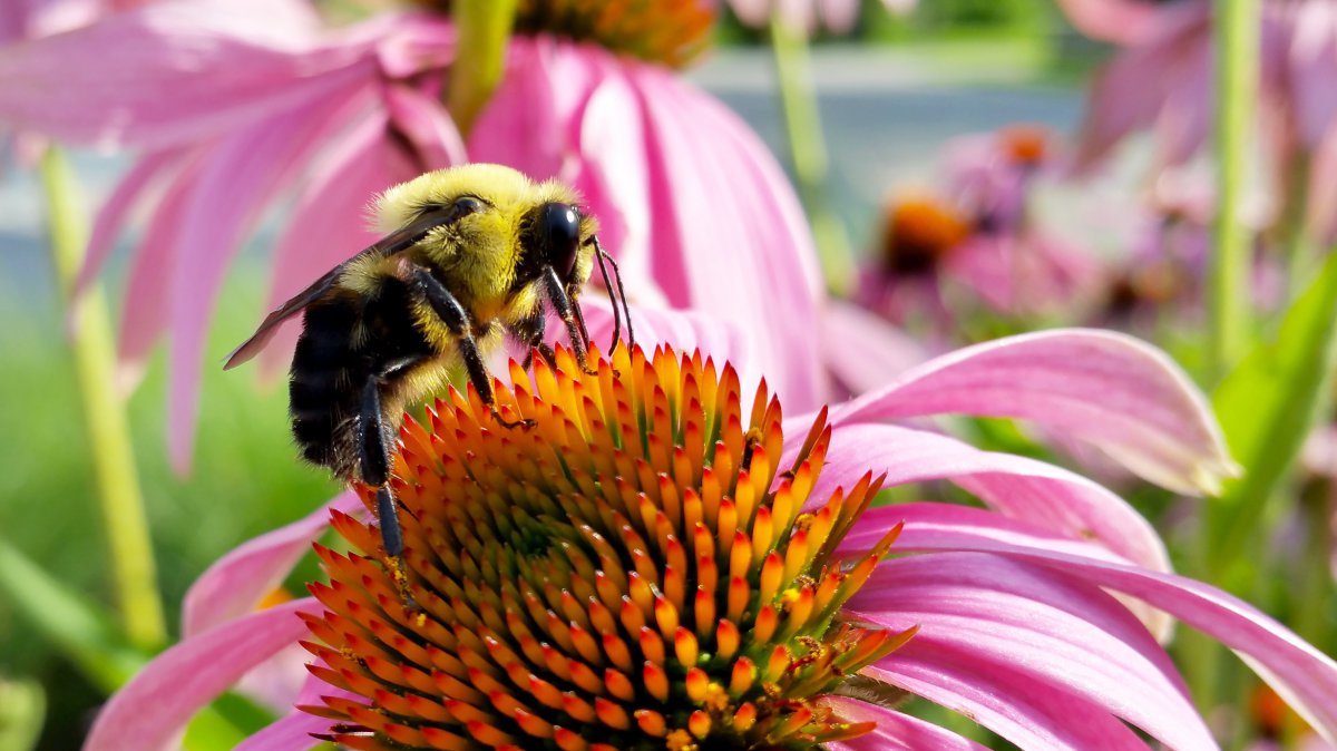 Pictures of echinacea flowers in various colors