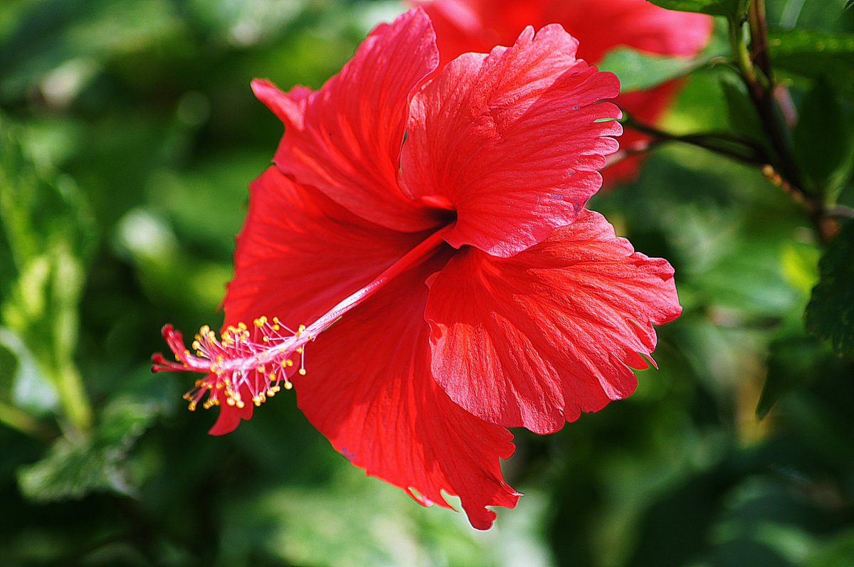 Colorful red hibiscus flower pictures