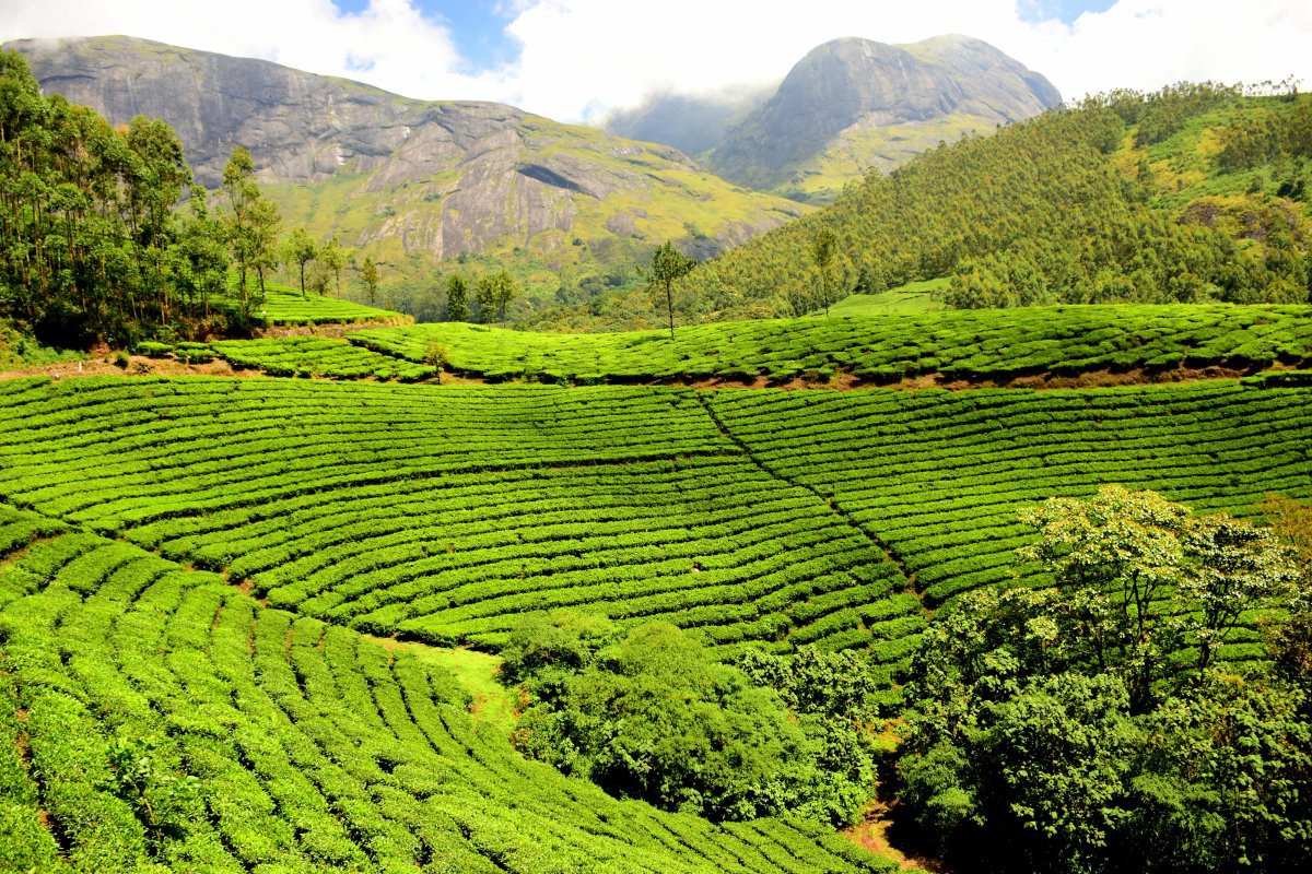 Pictures of beautiful tea trees