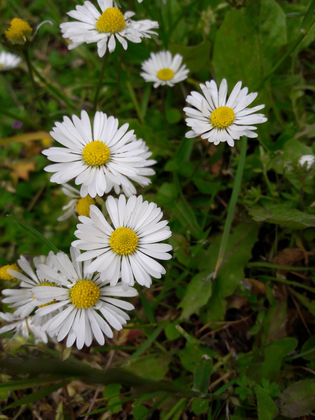 beautiful daisy pictures