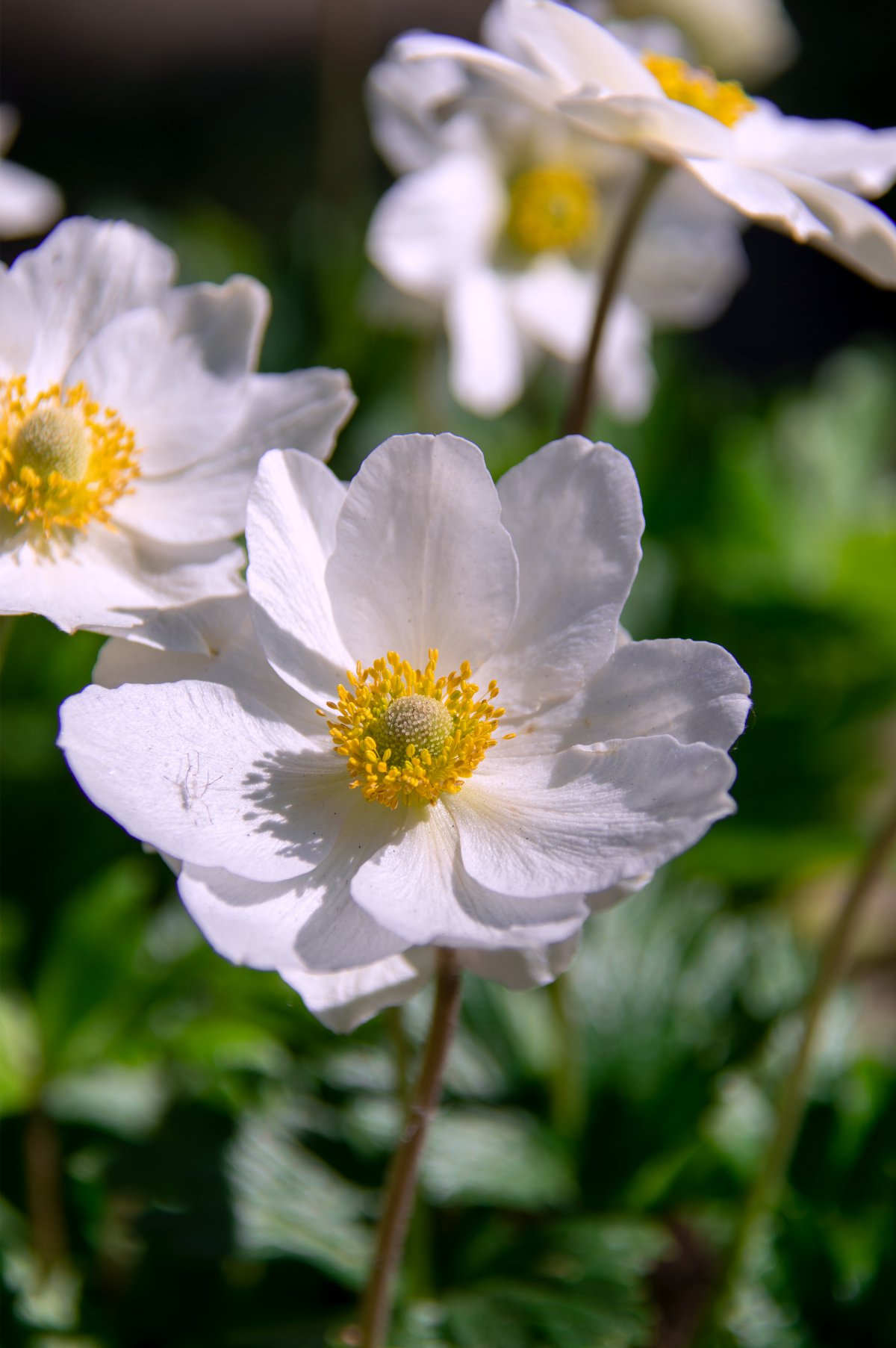 Blooming anemone pictures