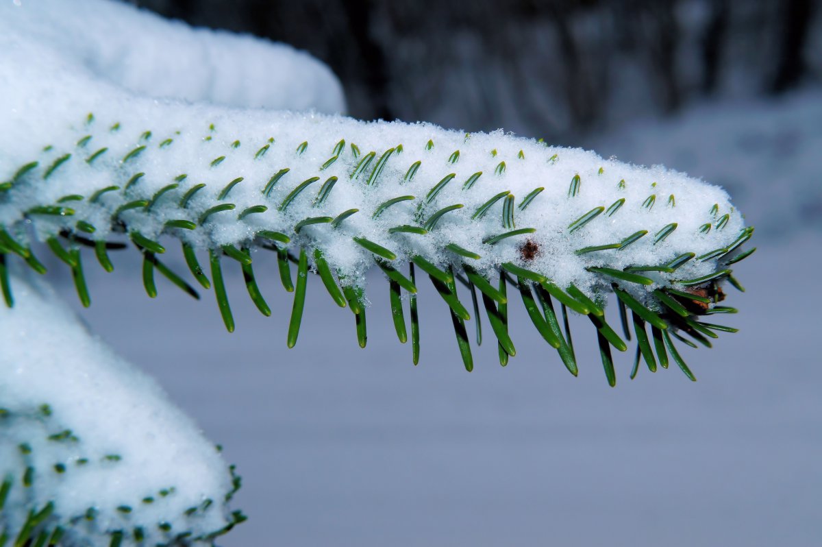 Green tall pine tree pictures