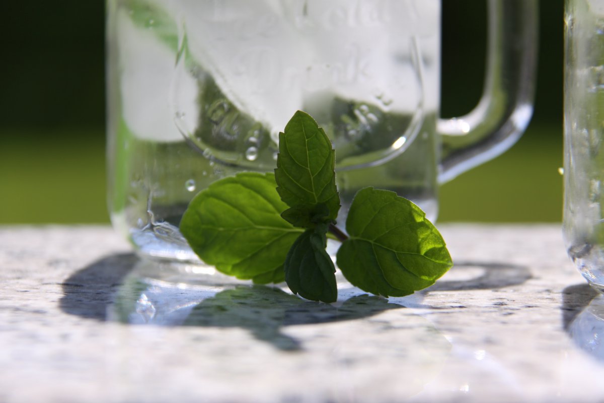 Green fragrant mint pictures