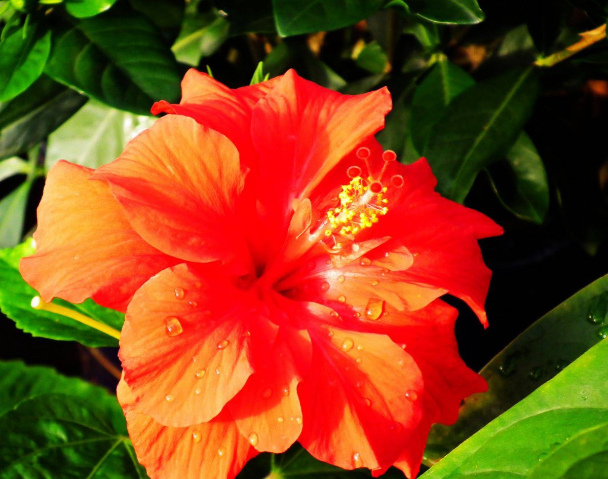 Orange hibiscus flower HD picture