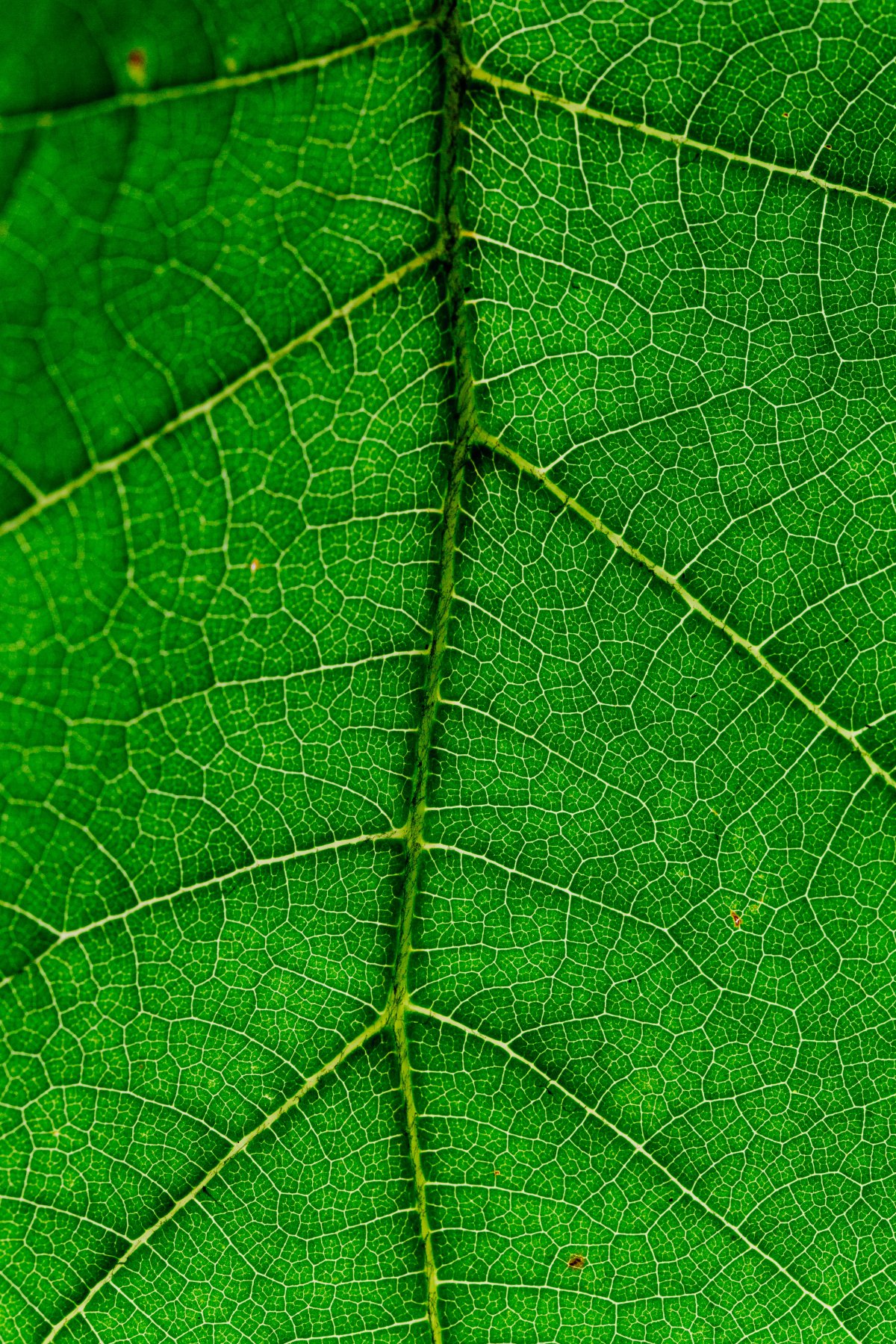 Green leaves close-up material picture