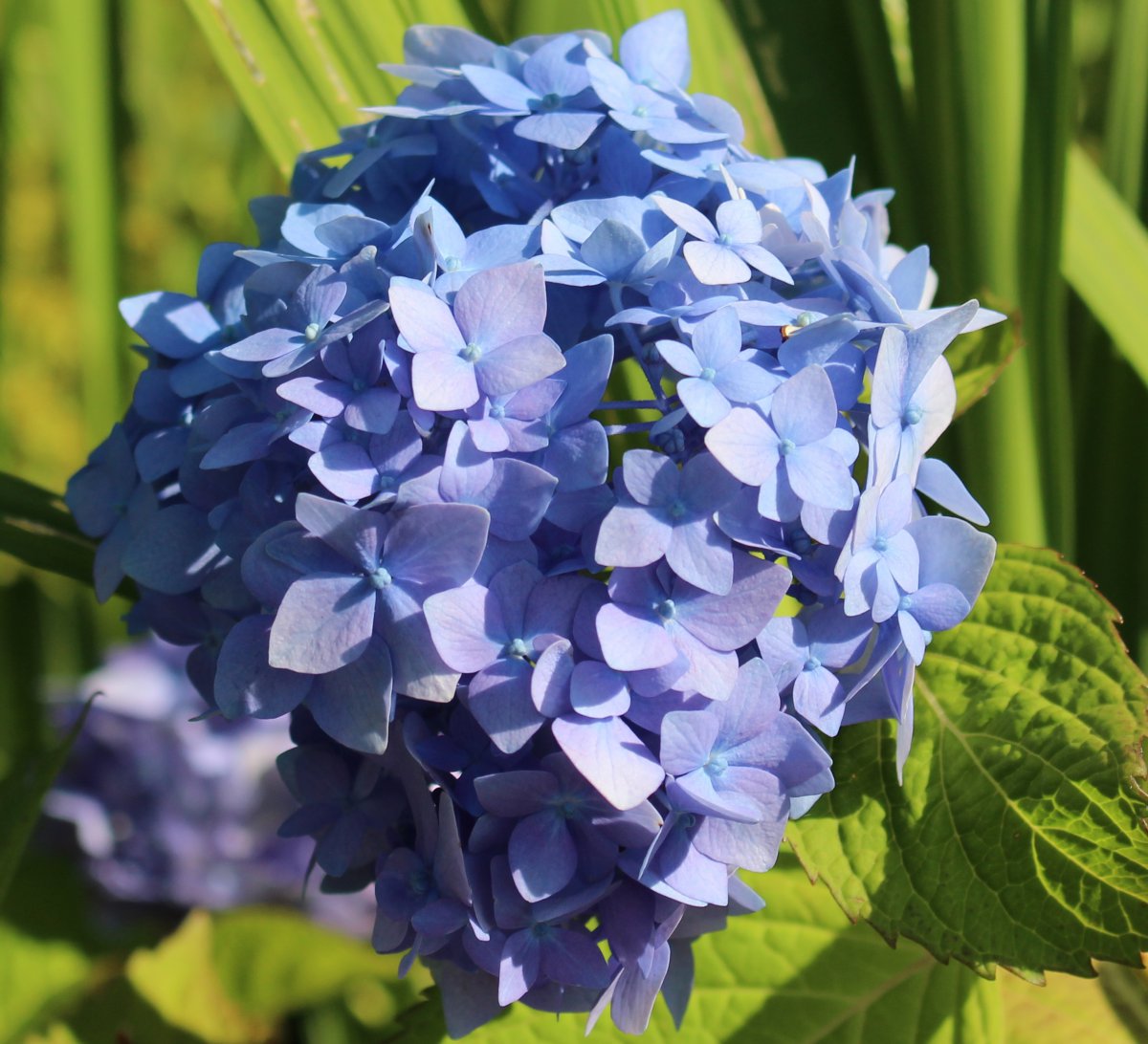 Pictures of hydrangea flowers in various colors