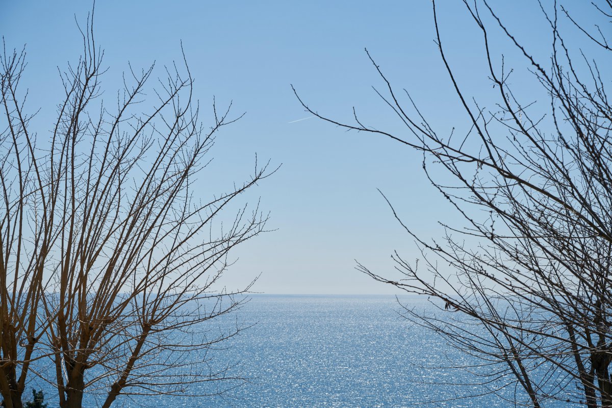 Bare branches pictures