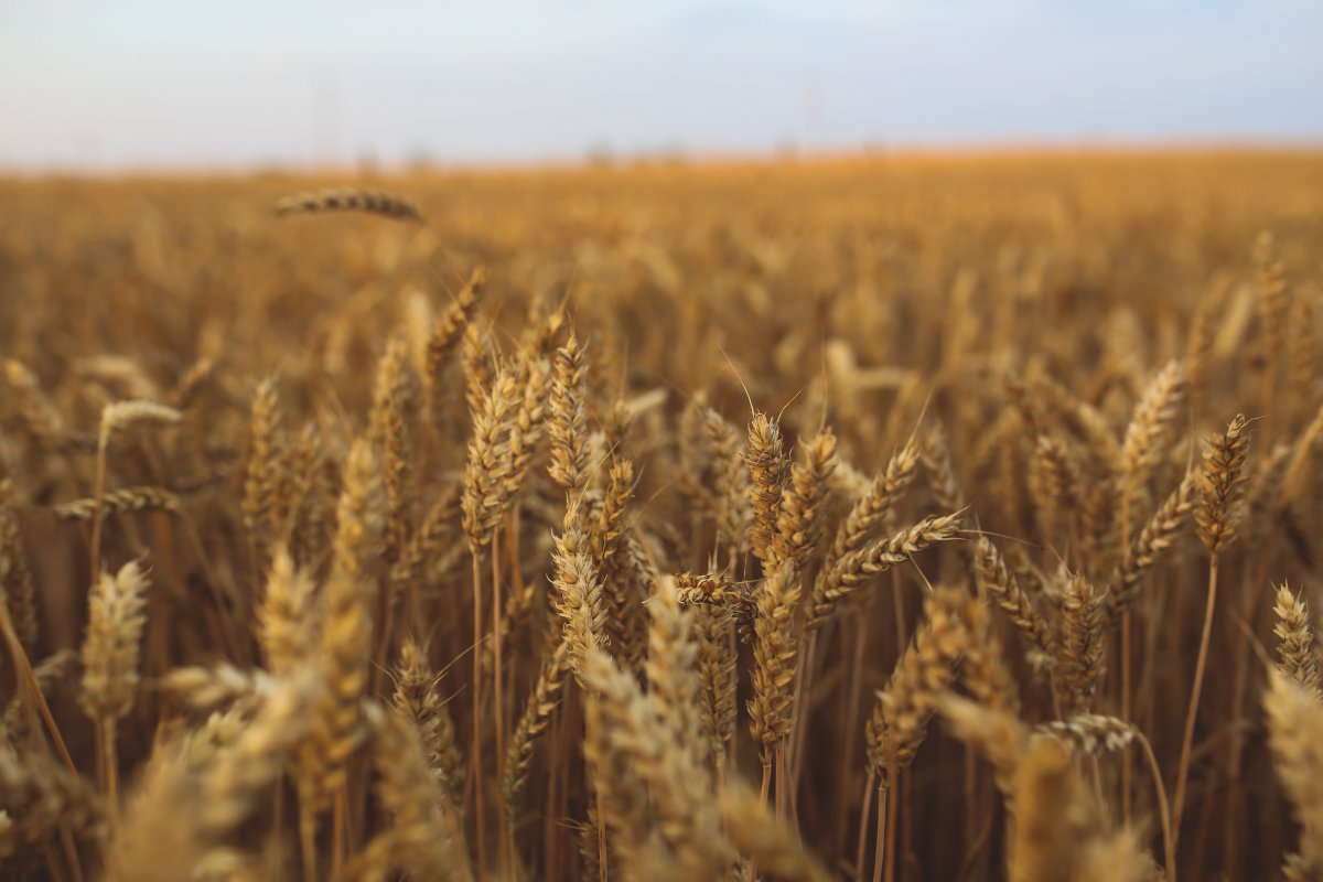 Wheat close-up picture