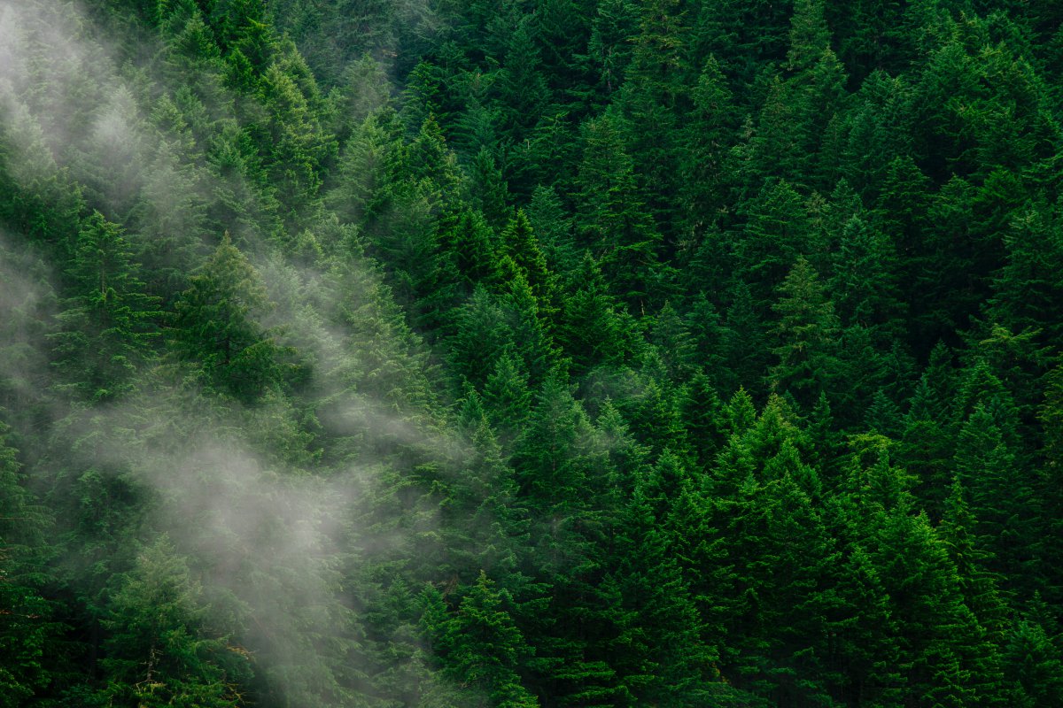 Bird's eye view of forest from high altitude