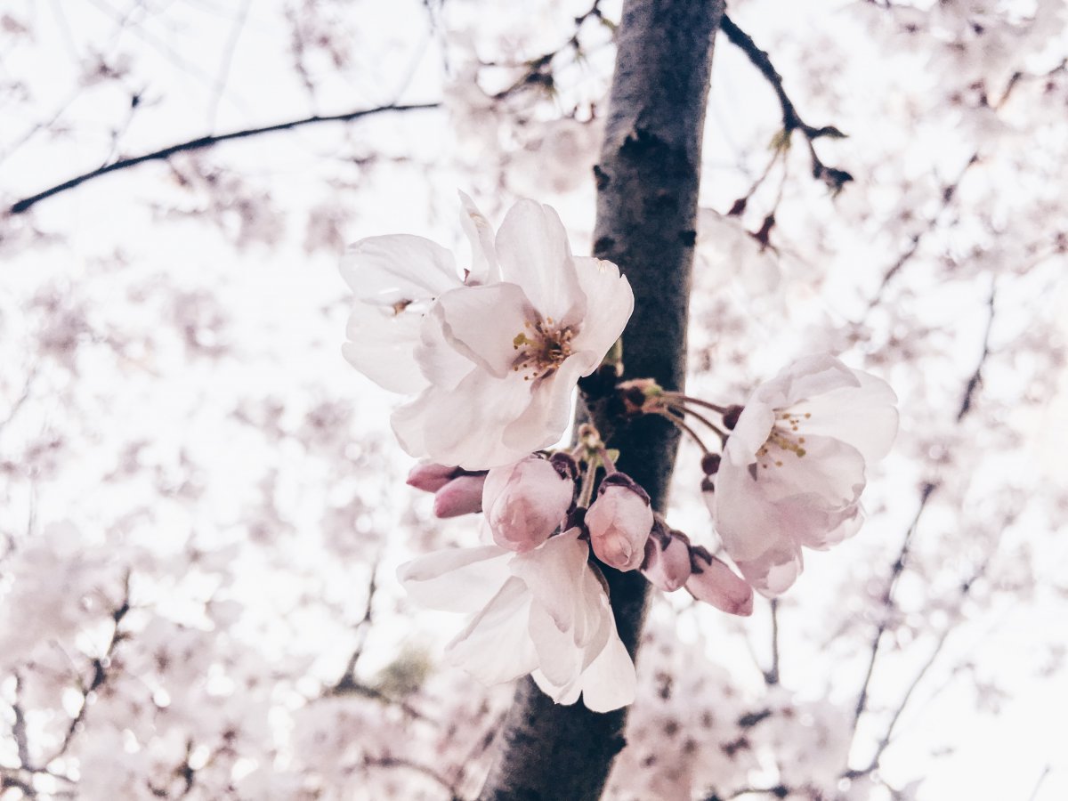 Pictures of lush flowers on branches