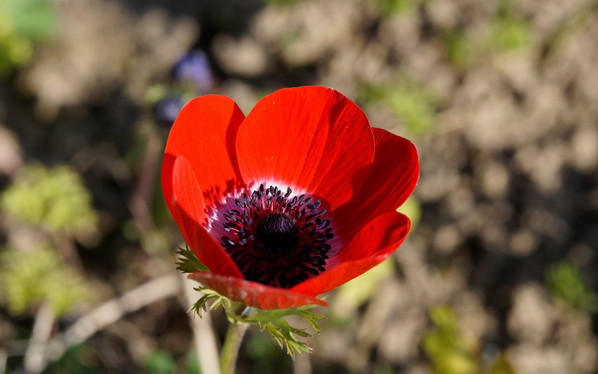 red anemone pictures