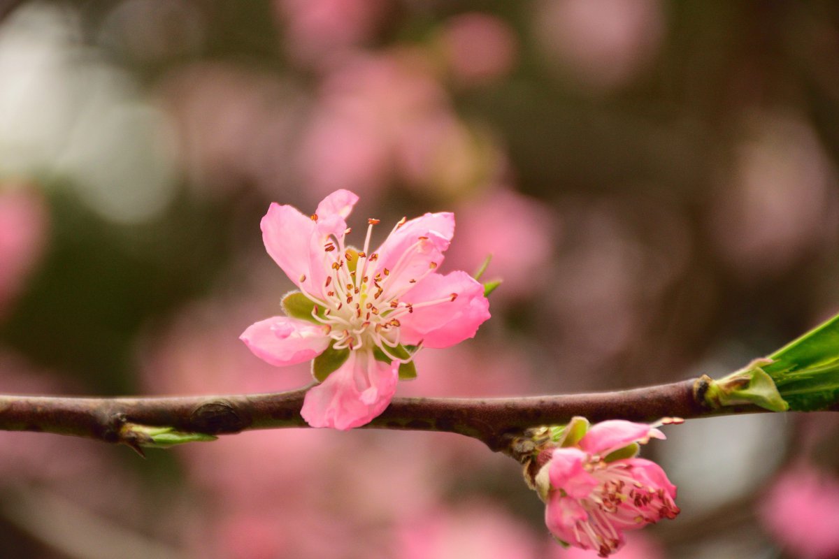 Pictures of peach blossoms blooming on branches