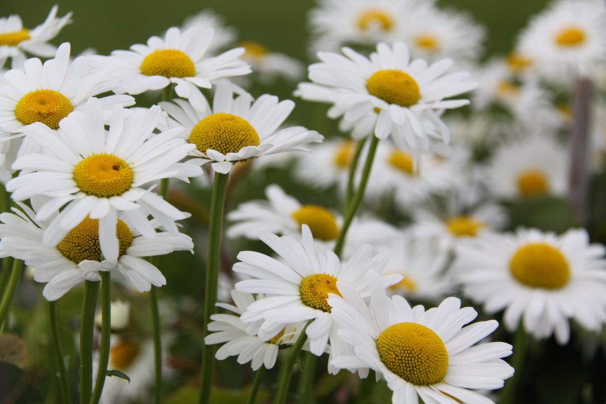 white daisy flower pictures