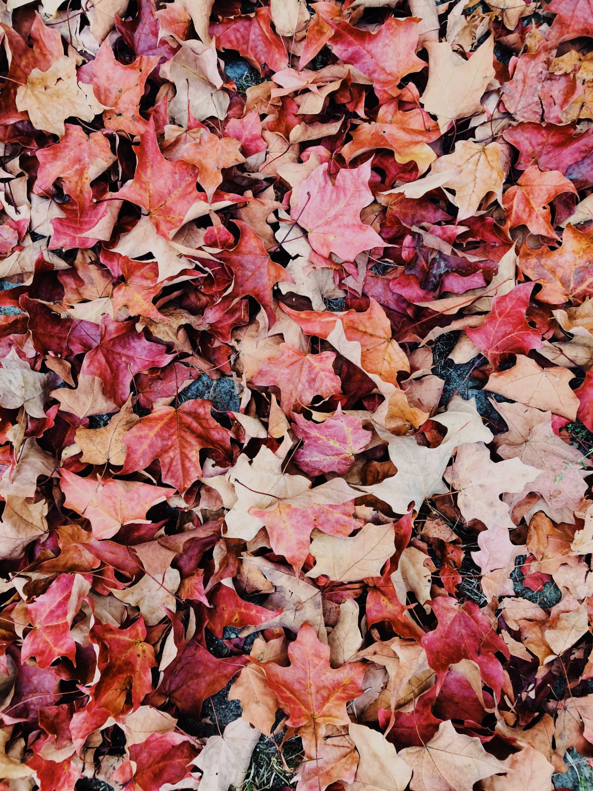 Pictures of fallen leaves on the ground