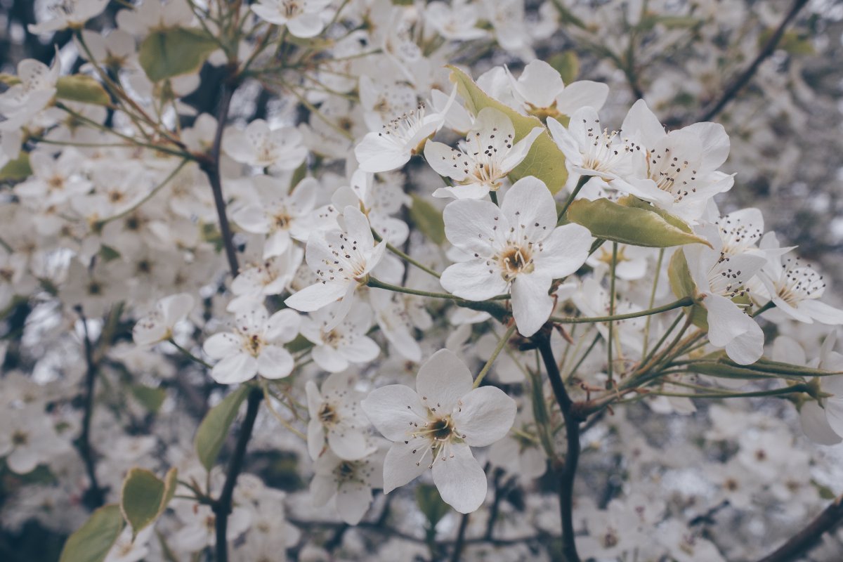 Cherry blossoms on the treetops pictures