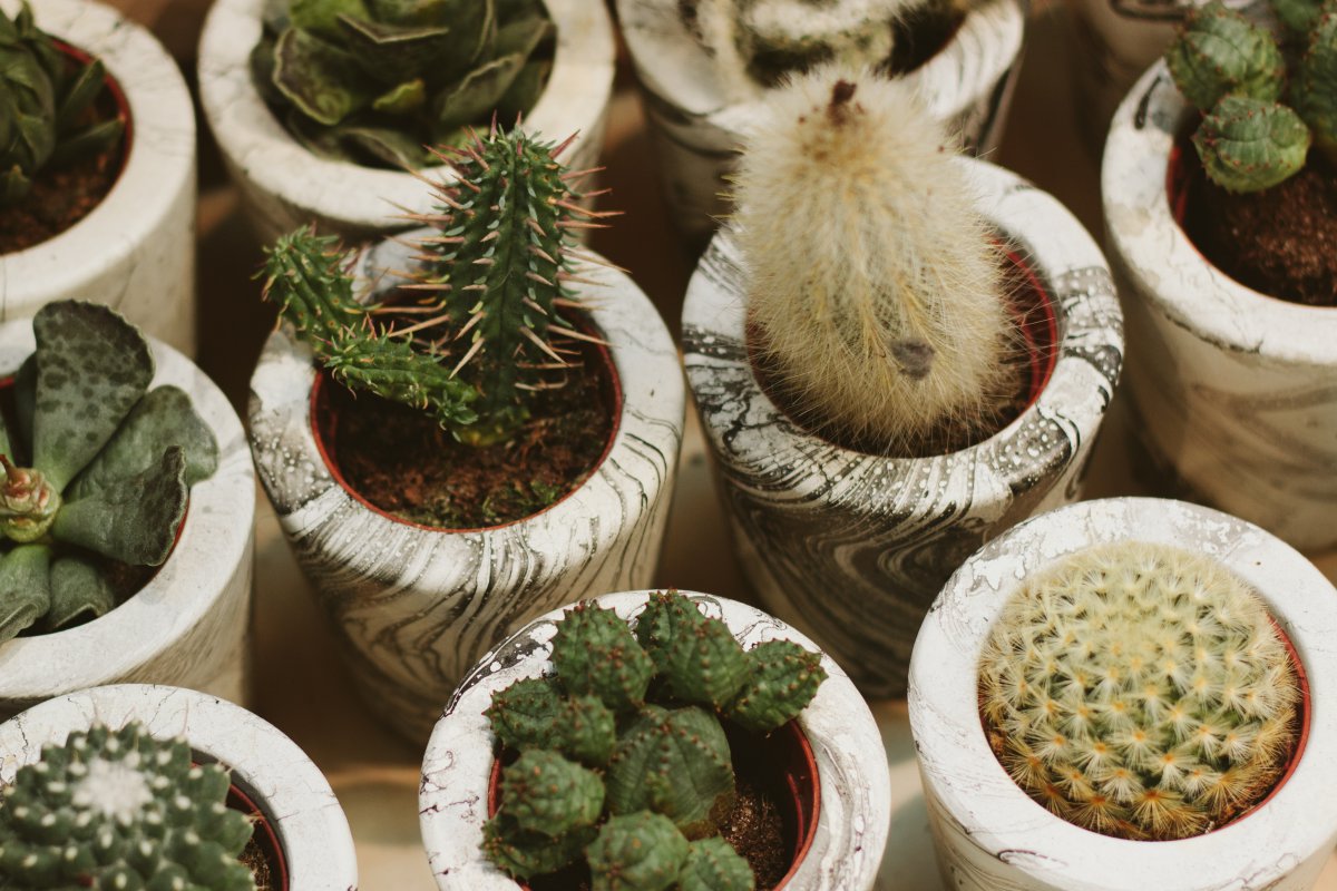 Cactus pictures in flower pots