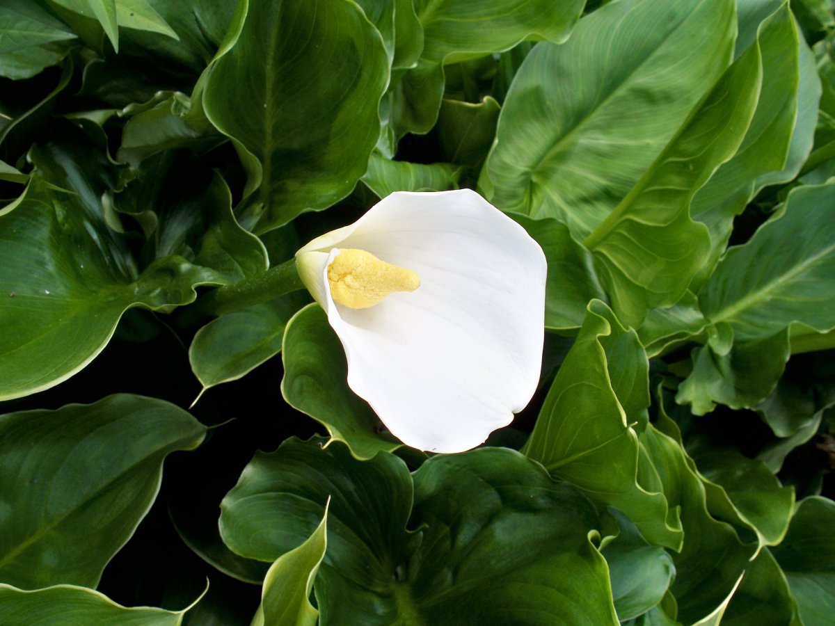 Pure jade white calla lily pictures