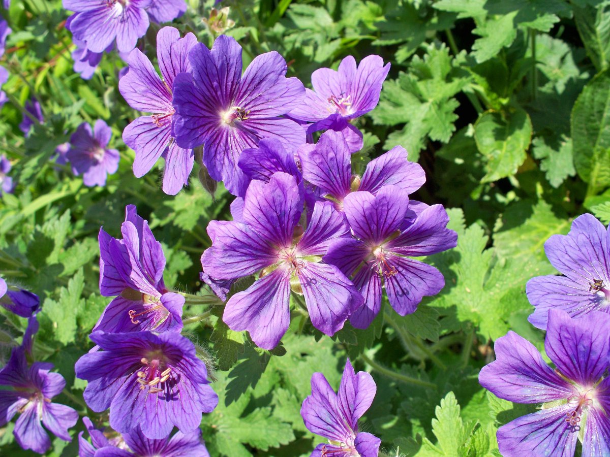 Pictures of geraniums in bloom in various colors