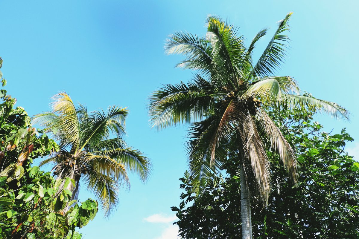 Pictures of coconut trees on the beach