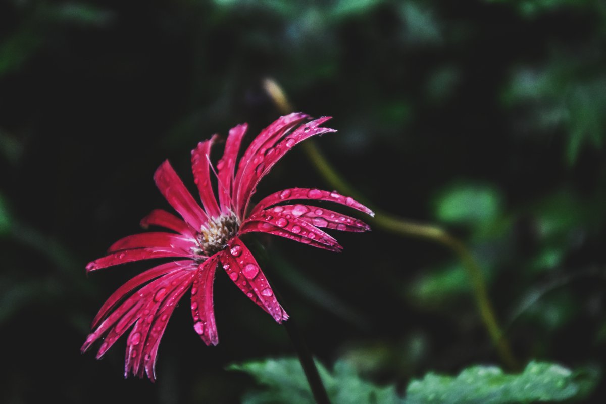 Pictures of flowers covered with water drops
