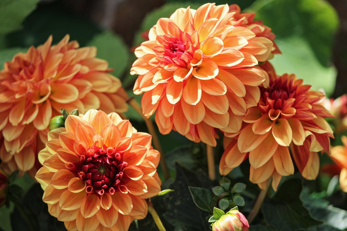 Beautiful blooming orange dahlia pictures