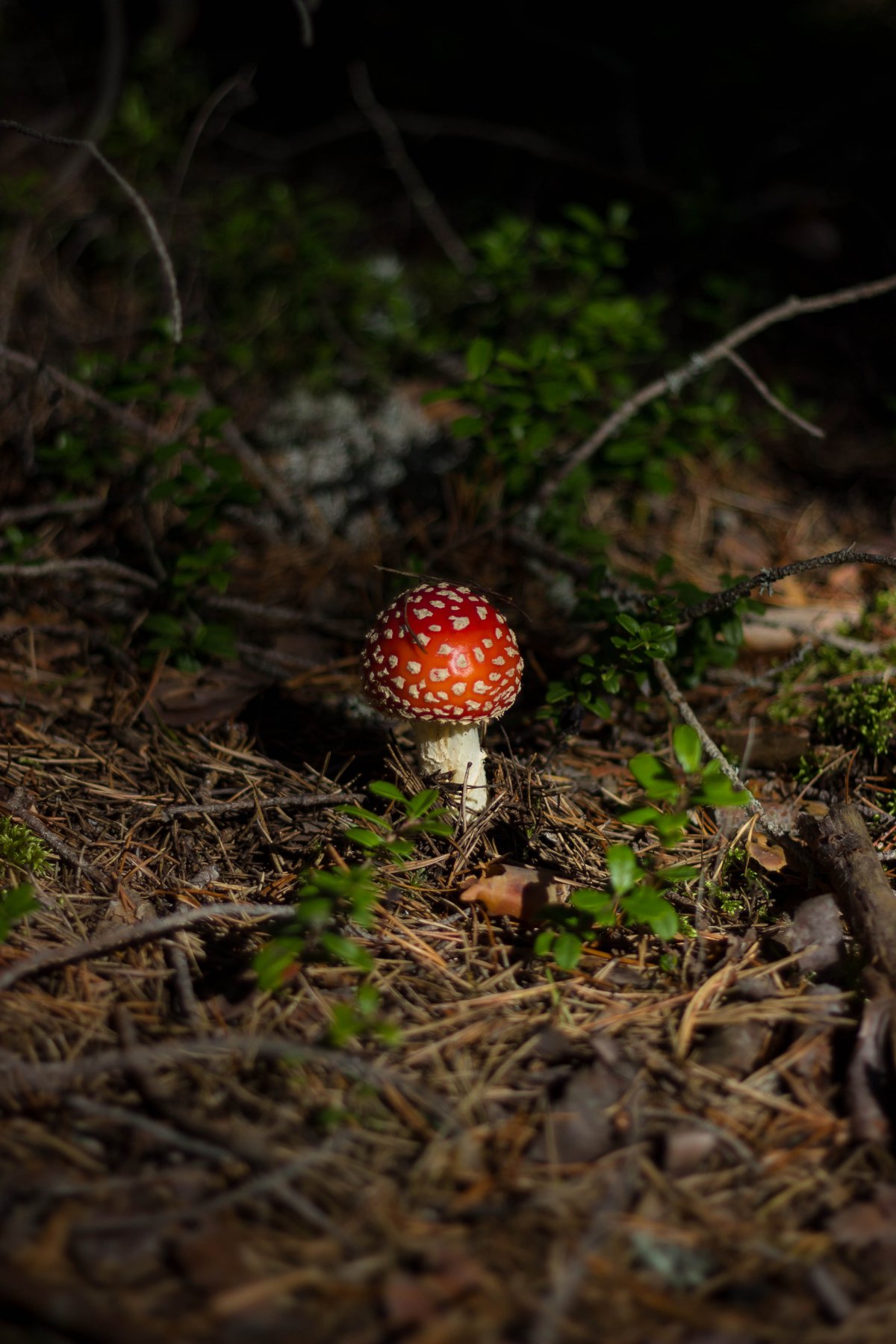 wild mushroom pictures