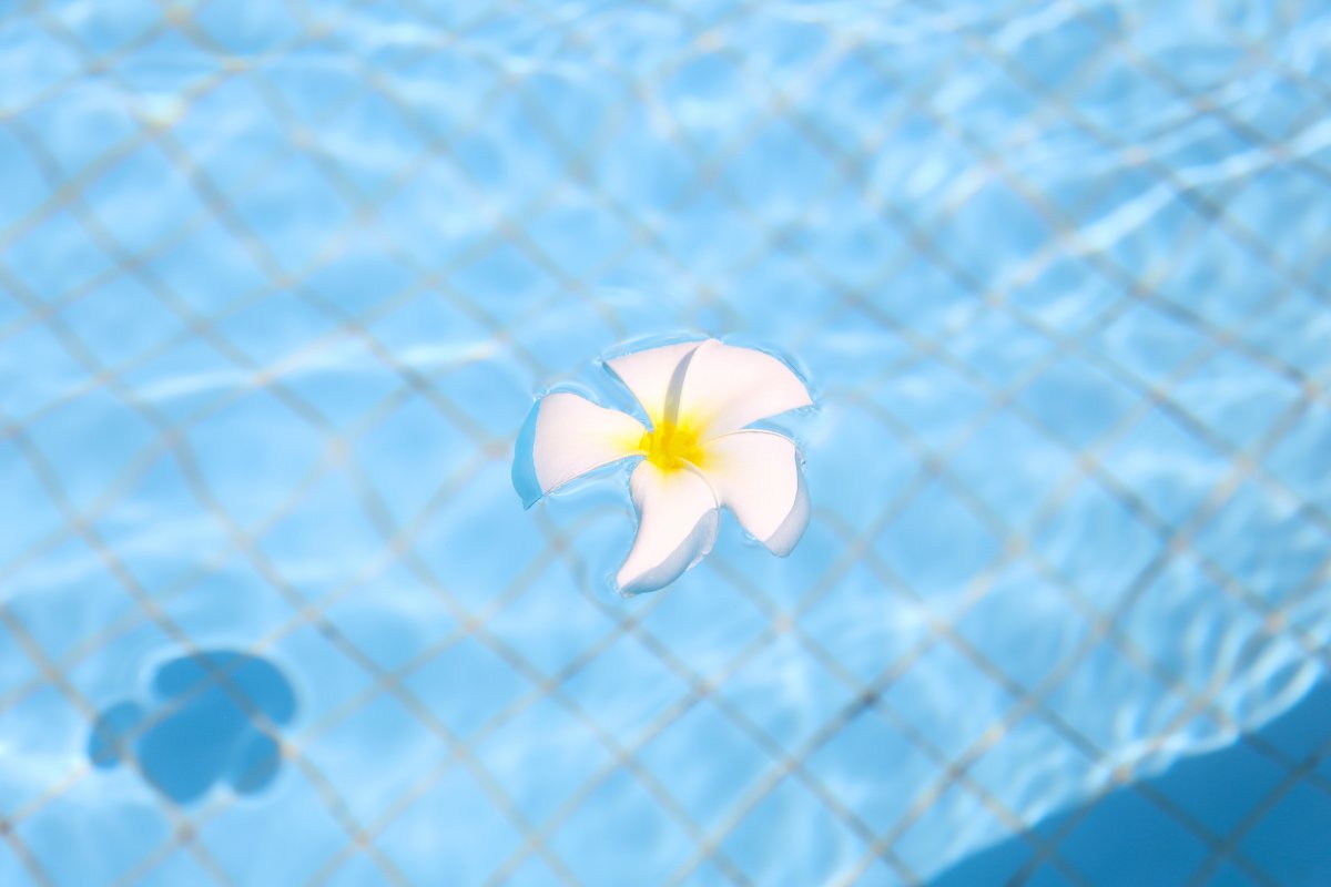 Picture of a plumeria floating on the water