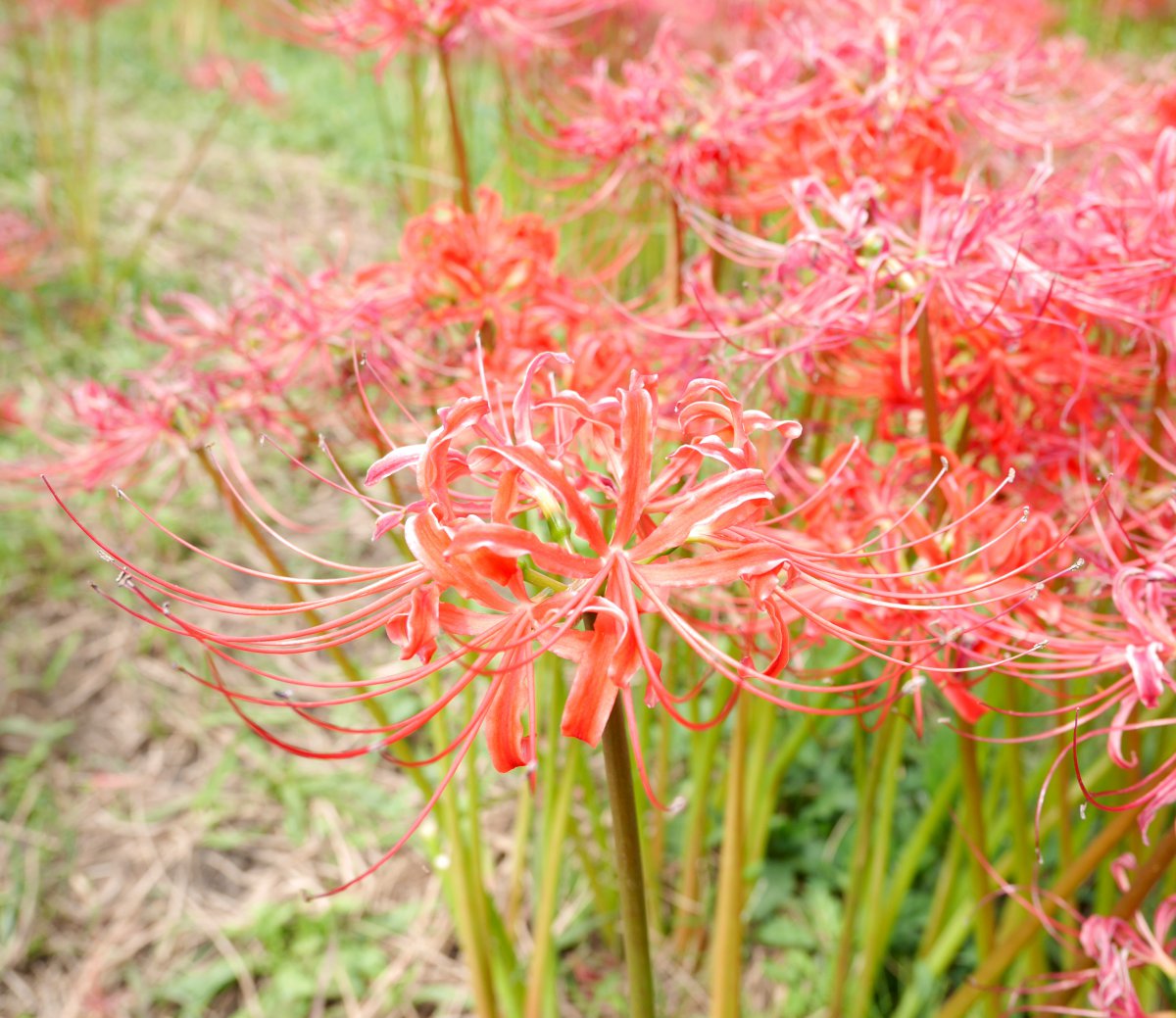 Pictures of bright red and beautiful amaryllis flowers