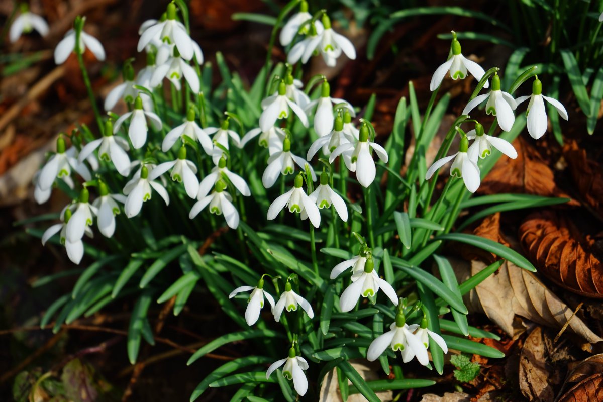 Cluster of white snowdrops pictures