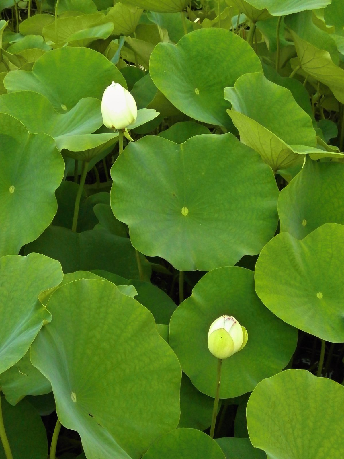 Green lotus leaf pictures