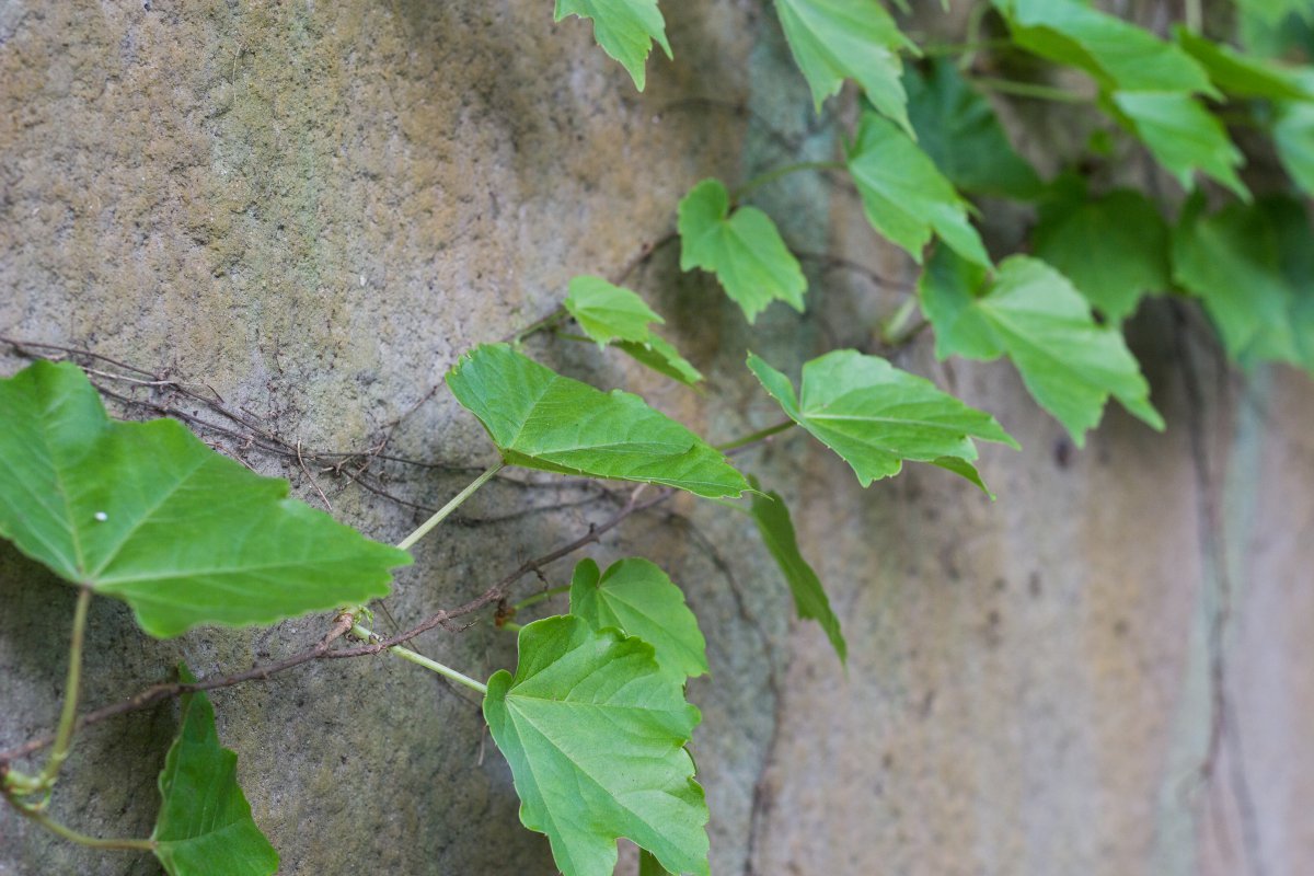 Ivy pictures on the wall