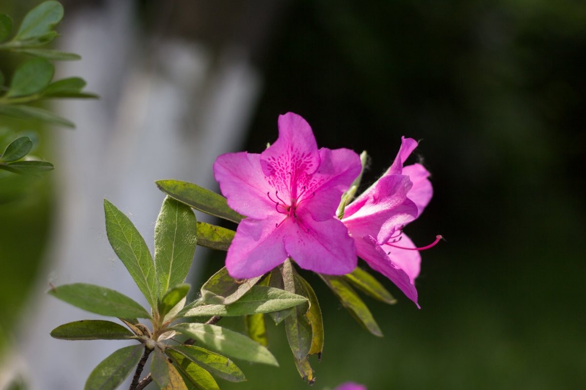 Blooming rhododendron pictures