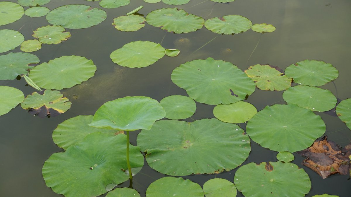 Pleasing green lotus leaf pictures