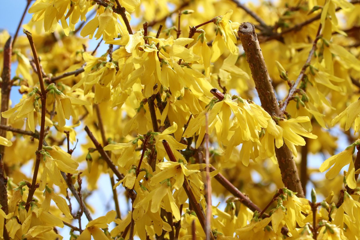 Blooming yellow forsythia pictures